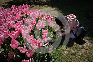 Girl with a camera. One Asia child taking photos of tulip flowers. Group of pink tulips blooming with green leaves in spring