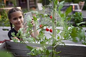 Girl captures tomato growth on phone in a city garden.