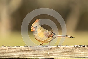 Girl cardinal coming out for food on the deck