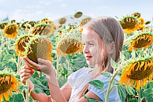 A girl carefully holds a sunflower in a field in the sun. Cultivation and harvesting