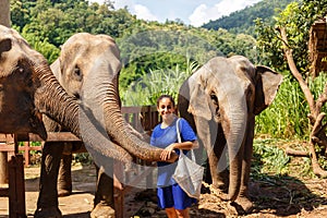 Girl caress three elephants at sanctuary in Chiang Mai Thailand