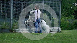 Girl child plays with dogs, huskies and Spitz. Man's best friends. Pets, playing with pets