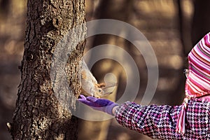 A girl child in a red jacket and hat wants to feed the squirrel sunflower seeds