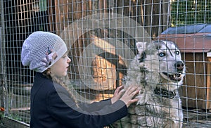 A girl child strokes a husky dog with blue eyes through the mesh of the valier. Friendliness and care of people and animals. A