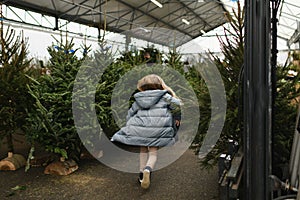 A girl chooses a Christmas norman tree in a shop