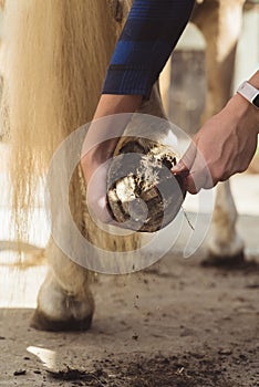 Girl Cleaning The Hoof Of A Palomino Horse Using A Hoof Pick Scraping Off Dust