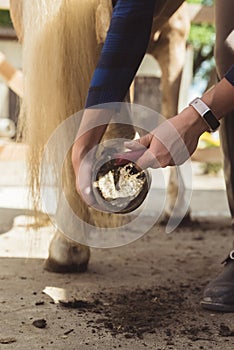 Girl Cleaning Horse Hoof Using A Hoof Pick - Holding The Leg Of Palomino Horse