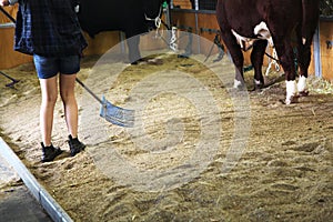 Girl cleaning a stall with cows