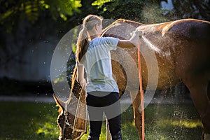 A girl cleans a horse. Horse care