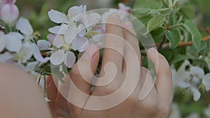 Girl close up apple flowers hand strokes