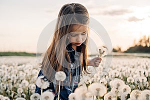 Girl collecting bouquet in field of white dandelions at sunset. Kid reaching down to pick flower with posy in hand.