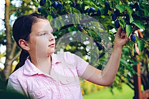 Girl collecting plums from a tree