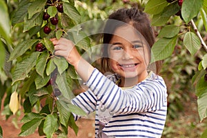 Recoge a su cerezas en jardín 