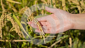 A girl collects rice grains Oryza glaberrima in the plain of Oristano