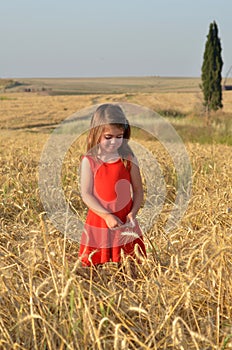 Girl collects wheat from the field for Shavuot Jewish Holiday