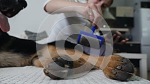 Girl combing a dog German shepherd at home. The large dog lies quietly, and the owner is combing it with a special