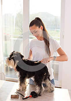 Girl combing dog at home