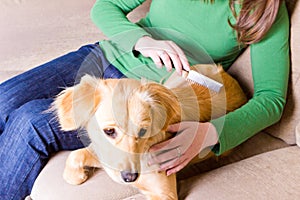 Girl combing her dog