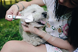 Girl combing her small dog