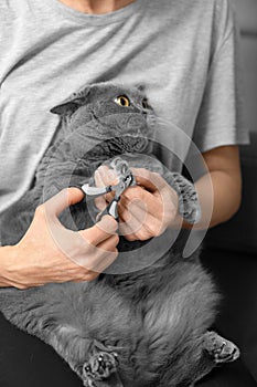 The girl cuts the claws of the cat in the home interior