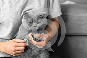 The girl cuts the claws of the cat in the home interior