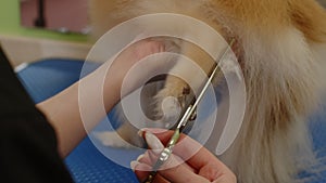 The girl cuts the hair on the back paw of a small dog. Pet care in a grooming