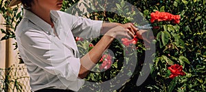 Girl cuts roses with a scissors from a bush. The concept of floriculture, agriculture, hobby