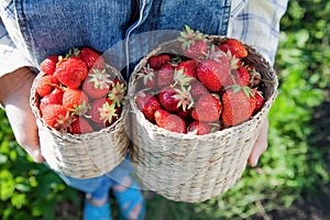 Girl in denim clothes with strawberry baskets in a sunny summer