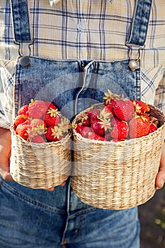 Girl in denim clothes with strawberry baskets in a sunny summer