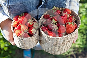 Girl in denim clothes with strawberry baskets in a sunny summer