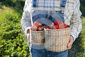 Girl in denim clothes with strawberry baskets in a sunny summer