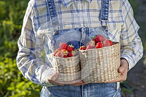 Girl in denim clothes with strawberry baskets in a sunny summer garden