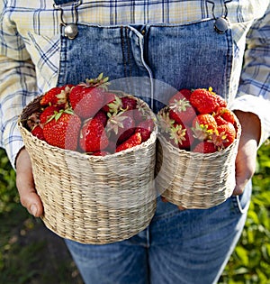 Girl in denim clothes with strawberry baskets in a sunny summer garden