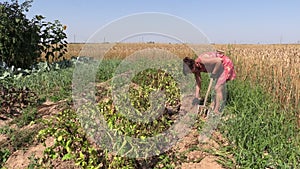 Girl dig potato harvest near barley field agriculture work