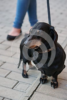 Girl with dog