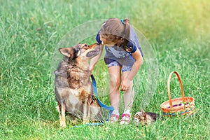 Il cane un gatto sul 