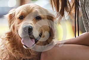 Girl with a dog golden retriever