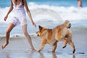 Girl and dog play frolic at the beach