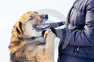 Girl with dog in winter while walking. The girl holds the dog`s paws in her hands_