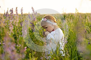 Girl in a dress stands in a field with blooming lupins and sniffs them