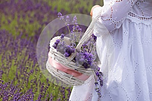 A girl dressed in white gathers a basket of lavender flowers from a field