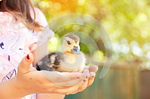 Girl with ducklings in hands. Easter and spring holidays.