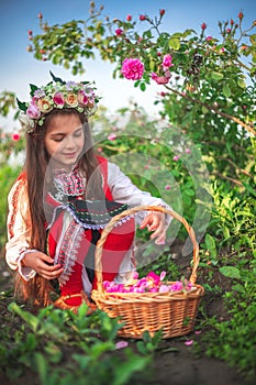 Girl in ethnic folklore clothing harvesting oil-bearing roses at sunrise. Bulgarian Rose Damascena field, Roses valley Kazanlak,