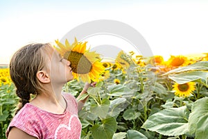 A girl in the evening in a field with sunflowers sniffs a yellow flower