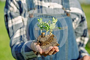 Girl farmer in denim overalls holds a sprout with soil. planting vegetables. Pea planting.Environment preservation concept