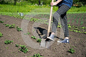 Girl farmer digs in the vegetable garden. Growing plants in your backyard