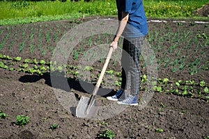 Girl farmer digs in the vegetable garden. Growing plants in your backyard