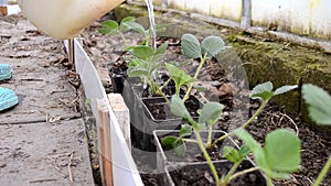 A girl farmer in early spring watering strawberry seedlings in a greenhouse.