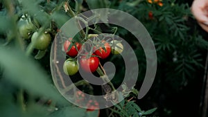 Girl farmer picks ripe red tomatoes and puts them in a box in a vegetable garden. Harvesting tomato. Harvesting In The