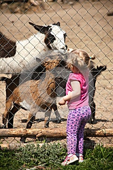 Girl feeding animals